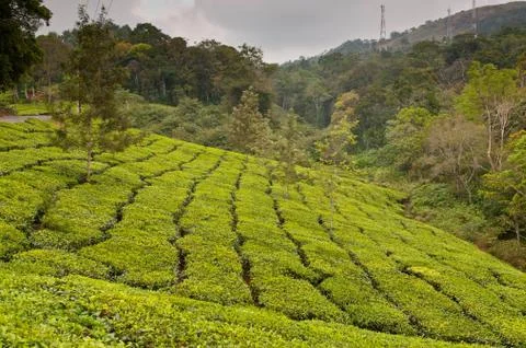 Tea Plantation Foto stock