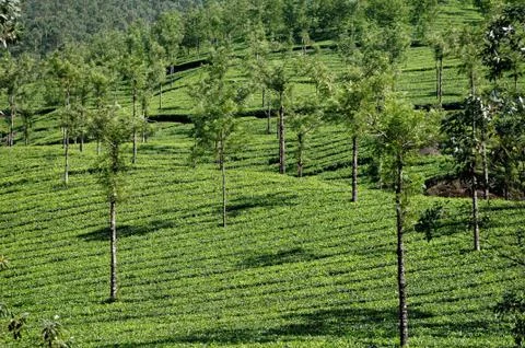 Tea Plantation Stock Photos
