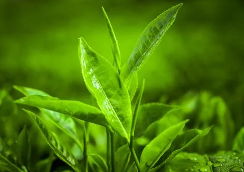 Tea plantation Stock-Fotos