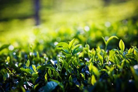 Tea plantation Stock Photos