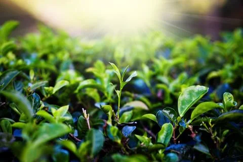 Tea plantation Stock Photos