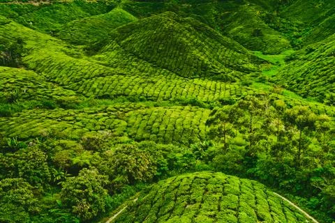 Tea plantation 写真素材