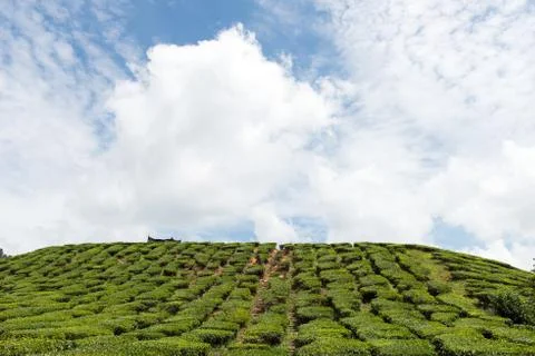 Tea plantation Stock Photos