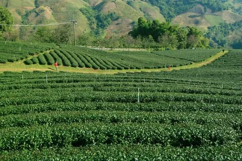 Tea Plantation Stock Photos