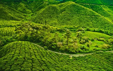 Tea plantation Stock Photos