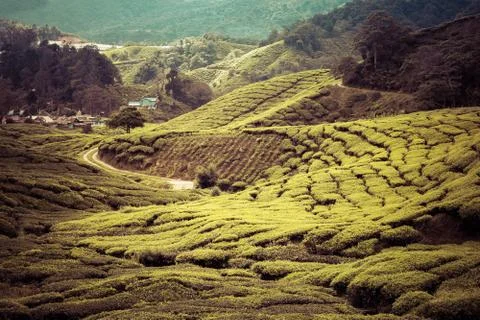 Tea plantation Stock Photos
