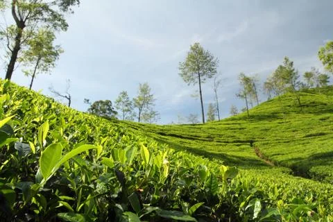 Tea plantation Stock Photos
