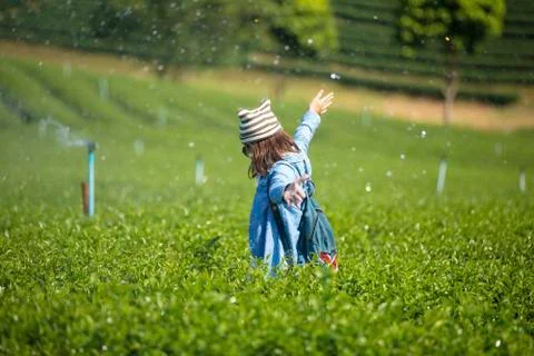 Tea plantation. Stock Photos
