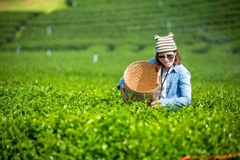 Tea plantation. Foto stock