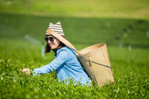 Tea plantation Stock Photos