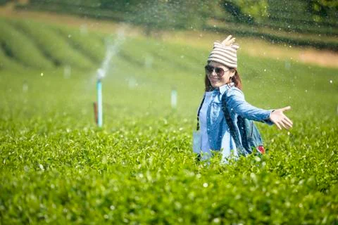 Tea plantation Stock Photos