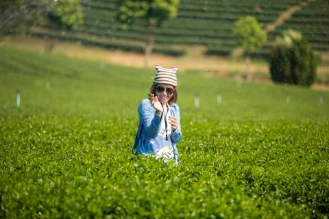 Tea plantation Stock Photos