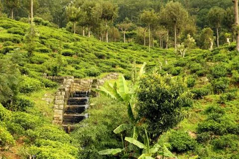 Tea plantation Stock Photos