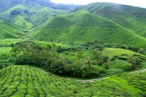 Tea plantation Stock Photos