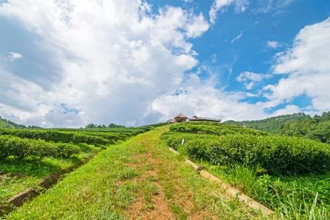 Tea plantation Stock Photos