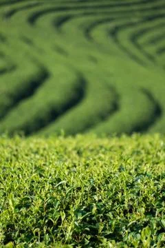 Tea plantation Stock Photos