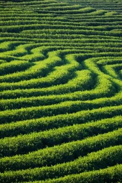 Tea plantation Stock Photos