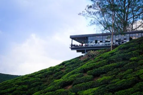 Tea Plantation Foto stock