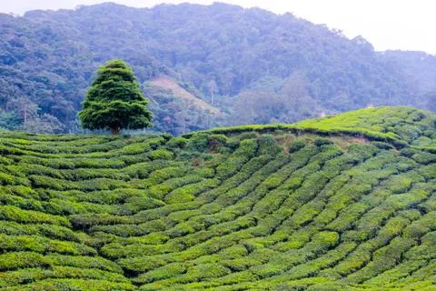 Tea Plantation Foto stock