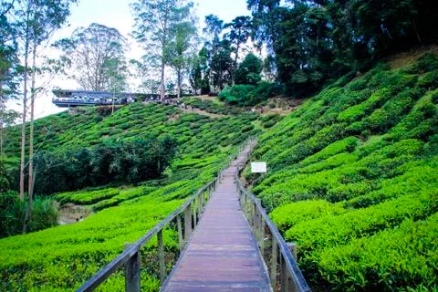 Tea Plantation Foto stock