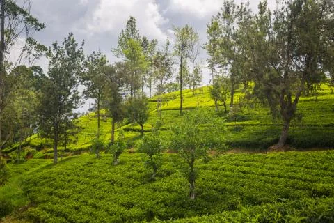 Tea plantation Stock Photos