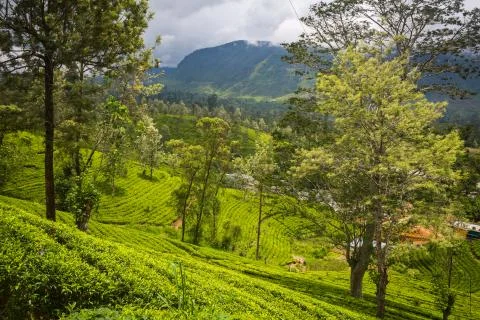 Tea plantation 库存照片