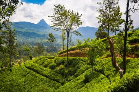 Tea plantation Stock Photos