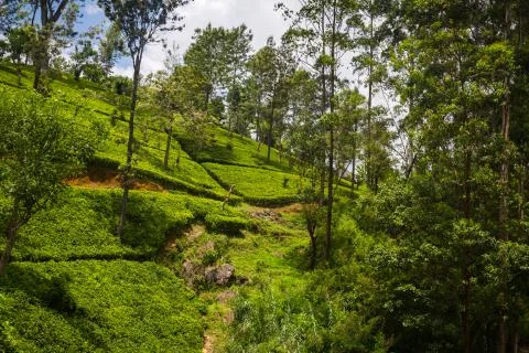 Tea plantation Stock Photos