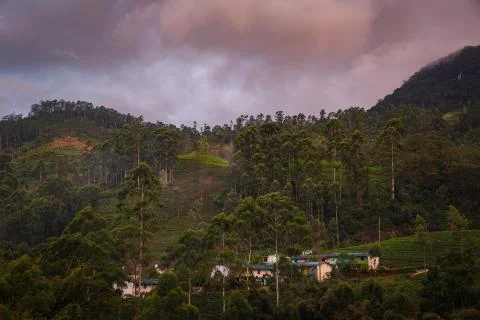 Tea plantation Stock Photos