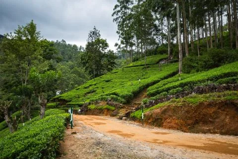 Tea plantation Stock Photos