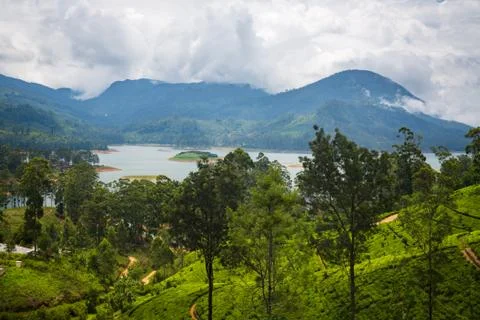 Tea plantation Stock Photos