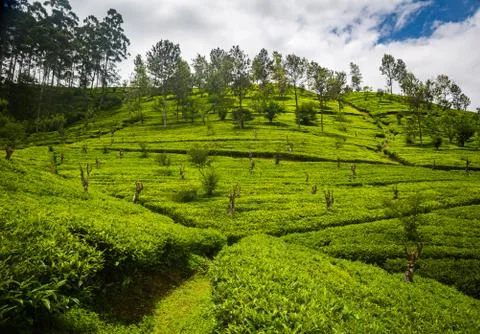 Tea plantation Stock Photos