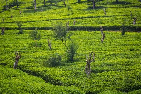 Tea plantation Stock Photos