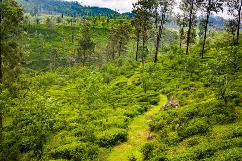 Tea plantation Stock Photos