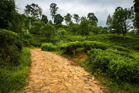 Tea plantation Stock Photos