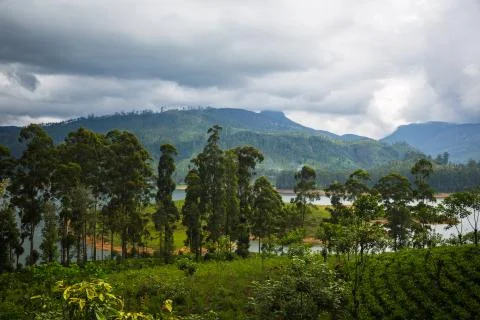 Tea plantation Stock Photos
