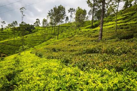 Tea plantation Stock Photos