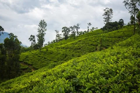Tea plantation Stock Photos