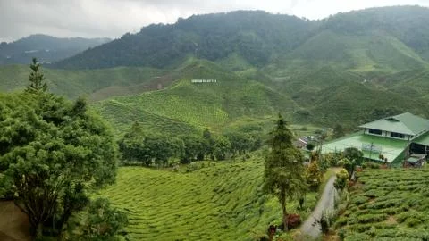 Tea Plantation Stock Photos
