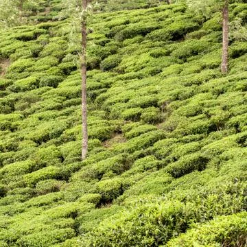 Tea plantation Stock Photos