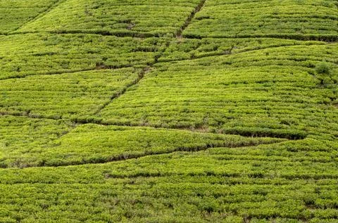 Tea plantation Stock Photos