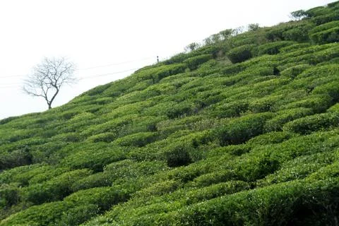 Tea Plantation Stock Photos