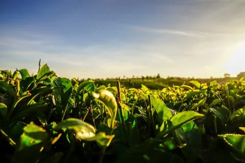 Tea plantation Stock Photos