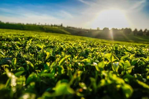 Tea plantation Stock Photos
