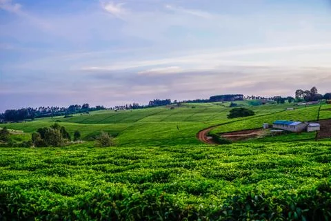 Tea plantation Stock Photos