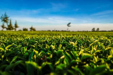 Tea plantation Stock Photos