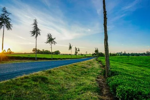 Tea plantation Stock Photos