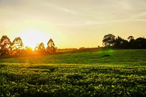Tea plantation Stock Photos