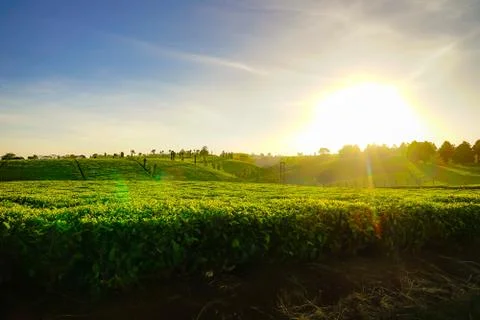 Tea plantation Stock Photos