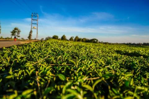 Tea plantation Stock Photos